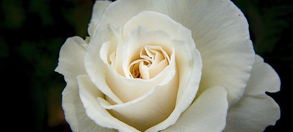 White Rose Funeral Flower